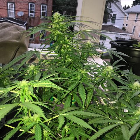 Amnesia Haze Auto growlog timeline photo