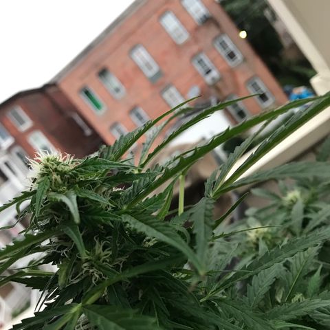 Amnesia Haze Auto growlog timeline photo