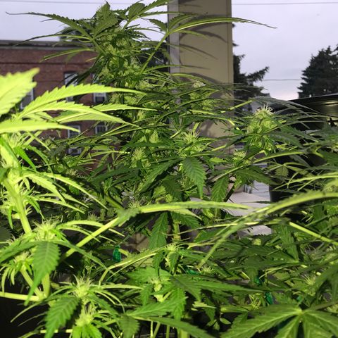 Amnesia Haze Auto growlog timeline photo