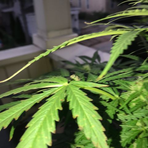 Amnesia Haze Auto growlog timeline photo