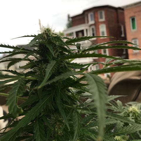 Amnesia Haze Auto growlog timeline photo