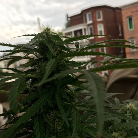 Amnesia Haze Auto growlog timeline photo