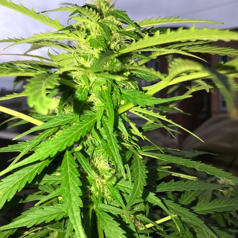 Amnesia Haze Auto growlog timeline photo