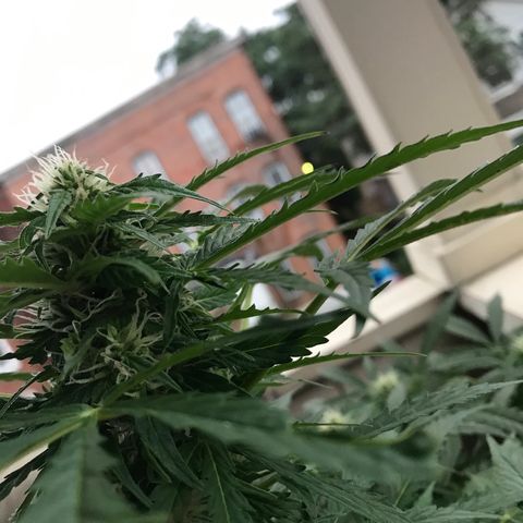 Amnesia Haze Auto growlog timeline photo