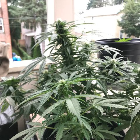 Amnesia Haze Auto growlog timeline photo