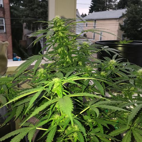 Amnesia Haze Auto growlog timeline photo