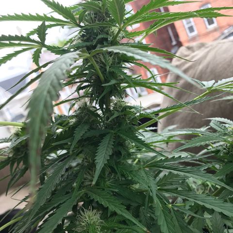 Amnesia Haze Auto growlog timeline photo