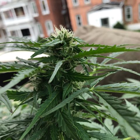 Amnesia Haze Auto growlog timeline photo