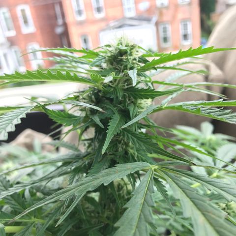 Amnesia Haze Auto growlog timeline photo