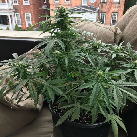 Amnesia Haze Auto growlog timeline photo