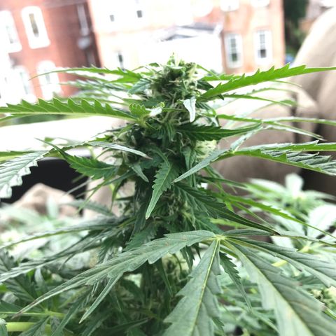 Amnesia Haze Auto growlog timeline photo