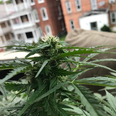 Amnesia Haze Auto growlog timeline photo