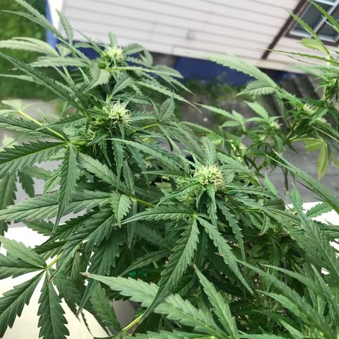 Amnesia Haze Auto growlog timeline photo