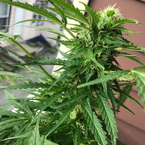 Amnesia Haze Auto growlog timeline photo