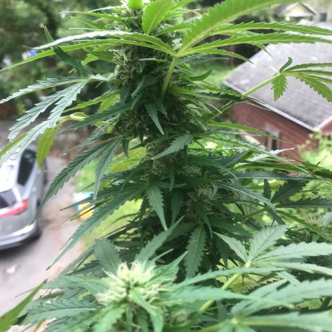 Amnesia Haze Auto growlog timeline photo