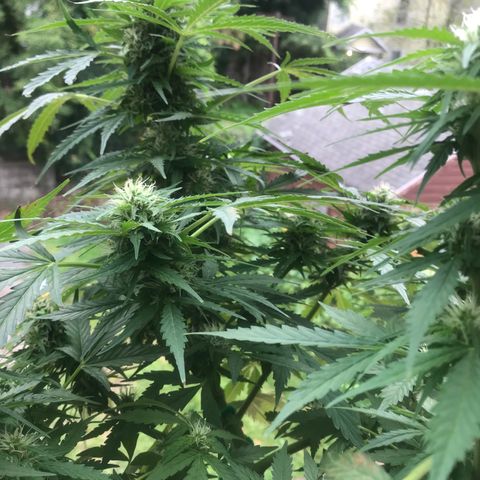 Amnesia Haze Auto growlog timeline photo