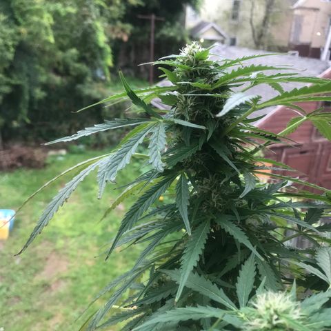 Amnesia Haze Auto growlog timeline photo