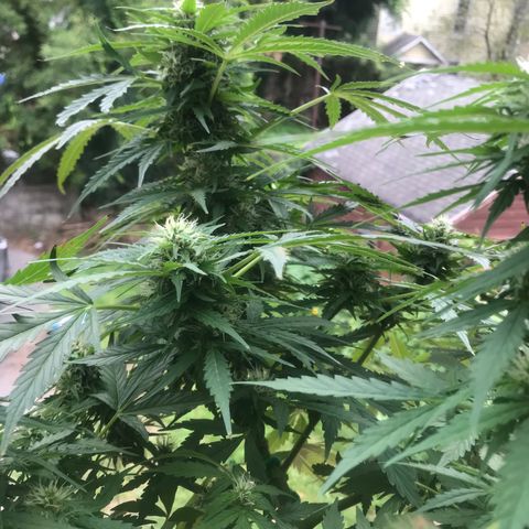 Amnesia Haze Auto growlog timeline photo