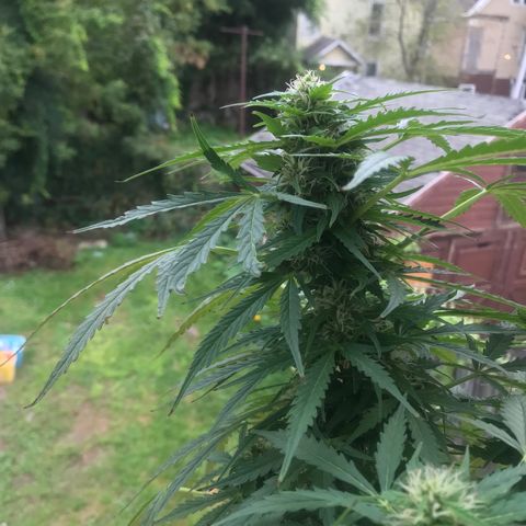 Amnesia Haze Auto growlog timeline photo