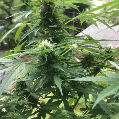 Amnesia Haze Auto growlog timeline photo