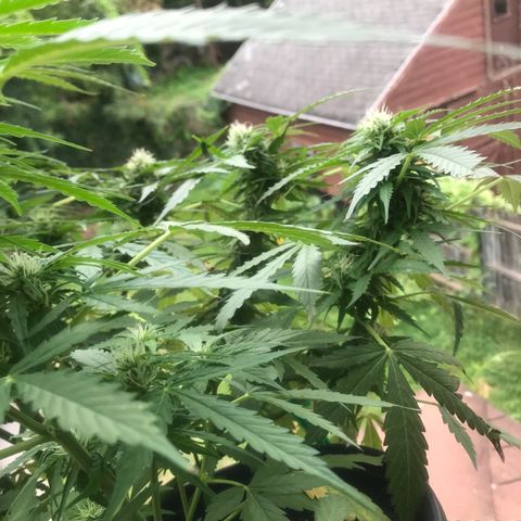 Amnesia Haze Auto growlog timeline photo