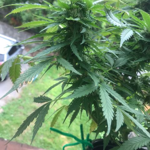 Amnesia Haze Auto growlog timeline photo