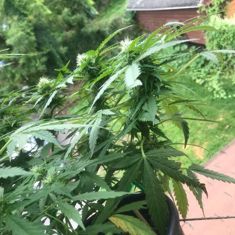 Amnesia Haze Auto growlog timeline photo