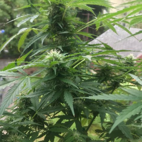 Amnesia Haze Auto growlog timeline photo