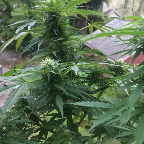 Amnesia Haze Auto growlog timeline photo