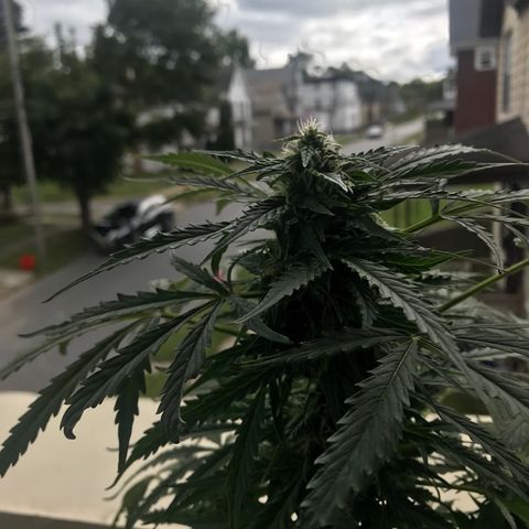 Amnesia Haze Auto growlog timeline photo