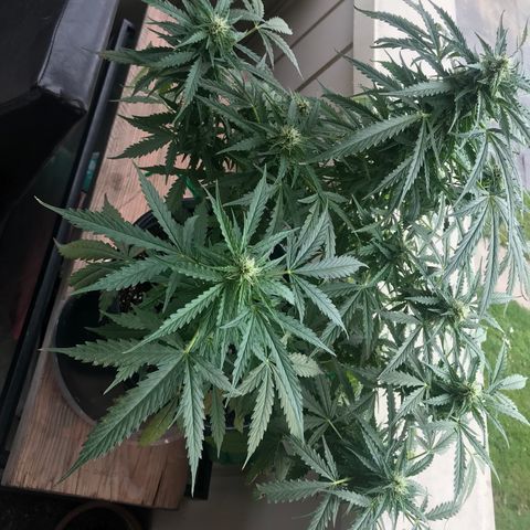 Amnesia Haze Auto growlog timeline photo