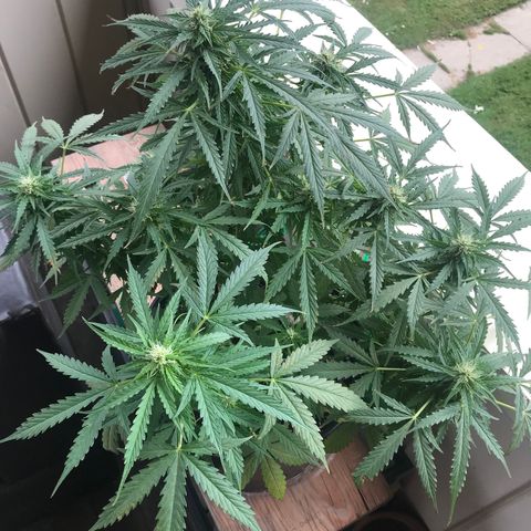 Amnesia Haze Auto growlog timeline photo