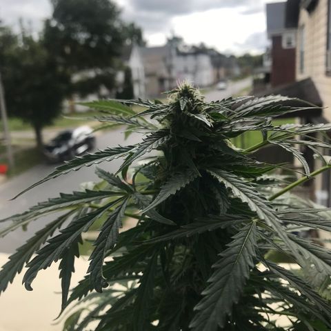 Amnesia Haze Auto growlog timeline photo
