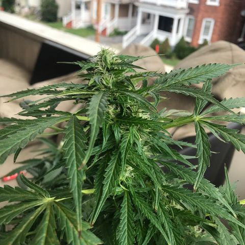 Amnesia Haze Auto growlog timeline photo