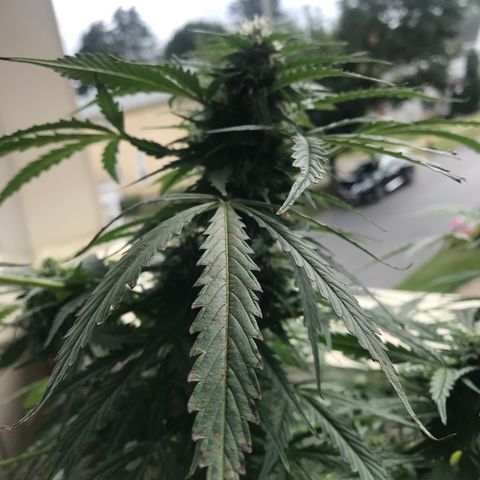 Amnesia Haze Auto growlog timeline photo