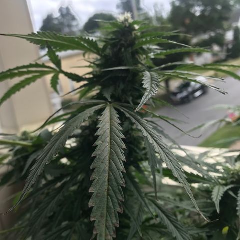 Amnesia Haze Auto growlog timeline photo