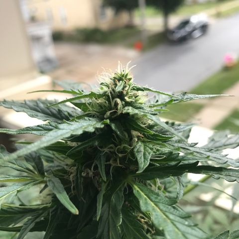 Amnesia Haze Auto growlog timeline photo