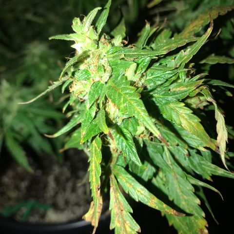 Amnesia Haze Auto growlog timeline photo