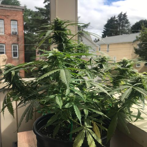 Amnesia Haze Auto growlog timeline photo