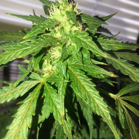Amnesia Haze Auto growlog timeline photo