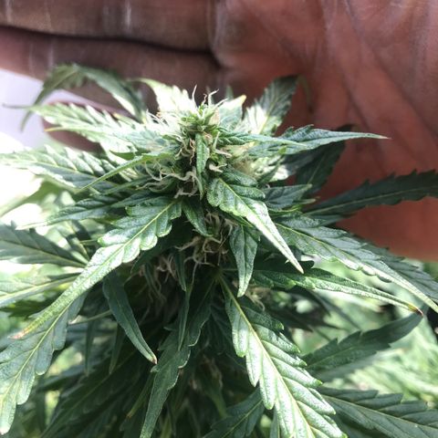 Amnesia Haze Auto growlog timeline photo