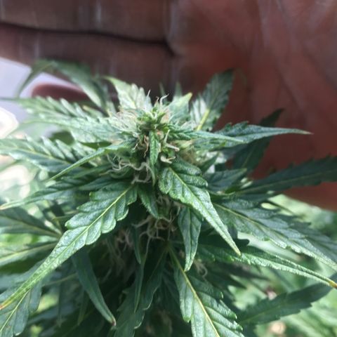 Amnesia Haze Auto growlog timeline photo