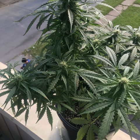Amnesia Haze Auto growlog timeline photo