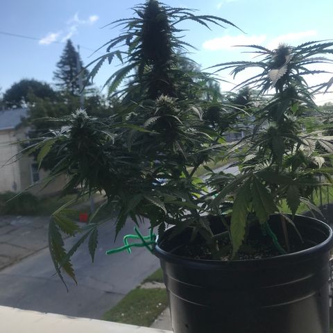 Amnesia Haze Auto growlog timeline photo