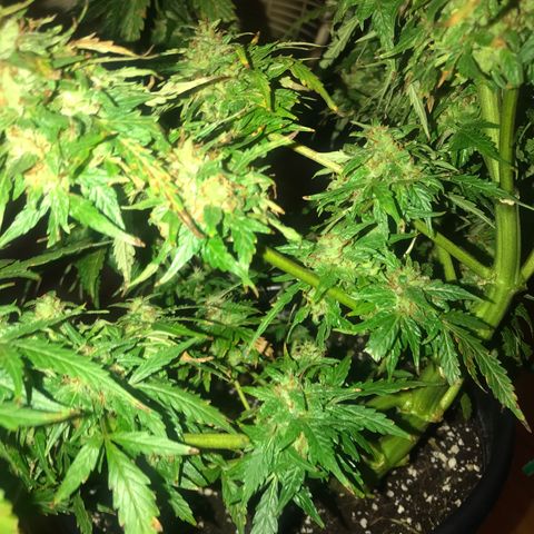 Amnesia Haze Auto growlog timeline photo