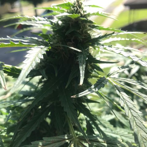 Amnesia Haze Auto growlog timeline photo