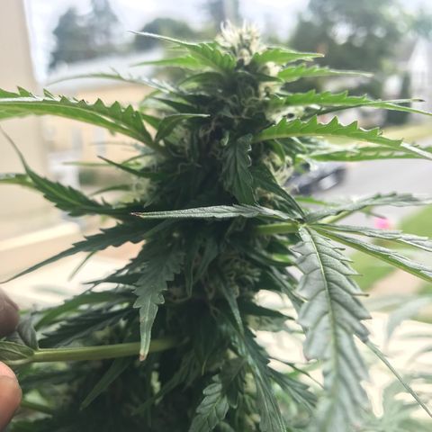 Amnesia Haze Auto growlog timeline photo