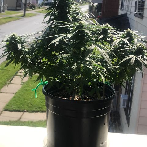 Amnesia Haze Auto growlog timeline photo