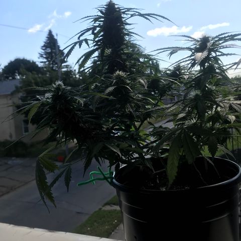 Amnesia Haze Auto growlog timeline photo
