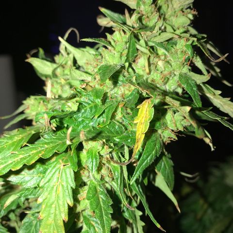 Amnesia Haze Auto growlog timeline photo